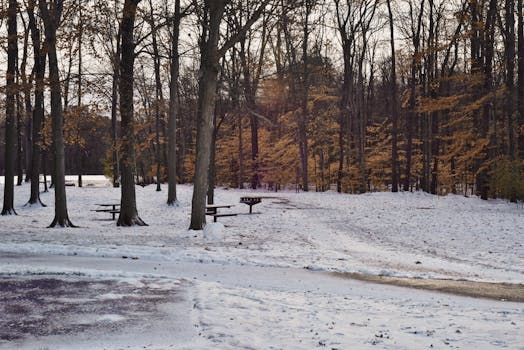 serene picnic scene in a park