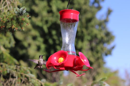 beautiful backyard garden with a bird feeder