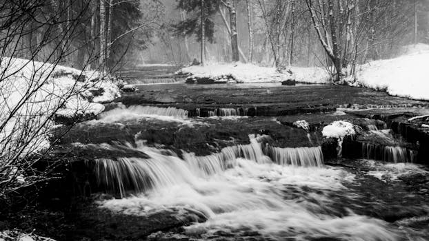 serene forest scene