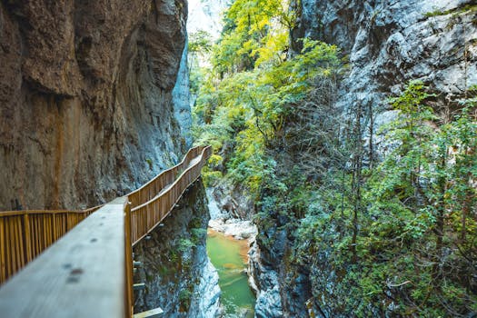 hiking trail with trees
