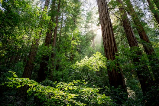 sunlight filtering through trees in a park