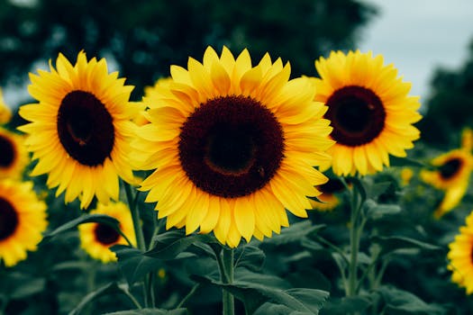vibrant garden with sunflowers and vegetables