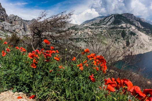 a serene nature scene with wildflowers