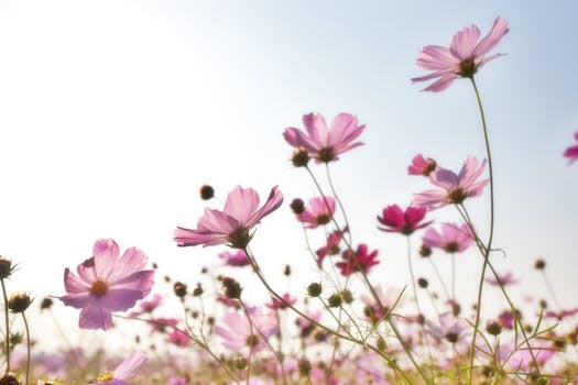 vibrant wildflowers in a field