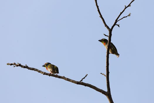 calm forest with birds chirping