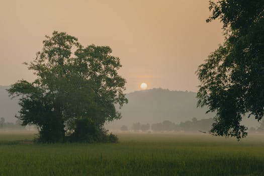 serene nature scene with trees and sunlight