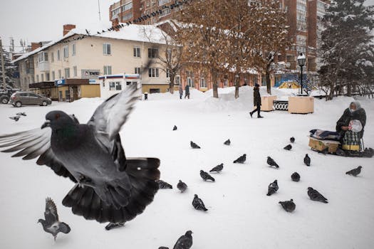 urban birdwatching activity