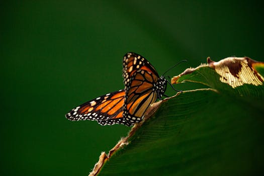 beautiful wildlife garden